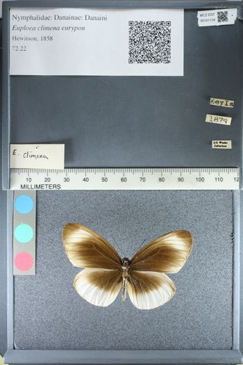 Media type: image;   Entomology 161134